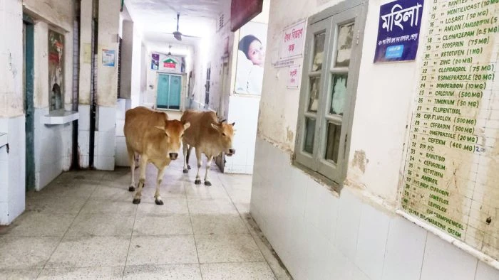 শেরপুর সদর হাসপাতালে দুটি গরুর ঢুকে পড়ার ছবি ভাইরাল, সমালোচনার ঝড়!